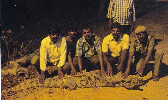 காட்டுமன்னார்கோயில் அருகே கிராமத்திற்குள் புகுந்த 5 அடி நீள முதலை